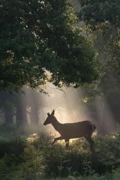 Deer in Foggy Forest Dream Meaning: Navigate Uncertainty