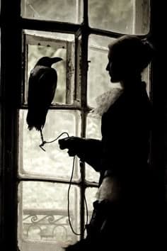 Crow Tapping Window Meaning: Unraveling Its Urgent Message