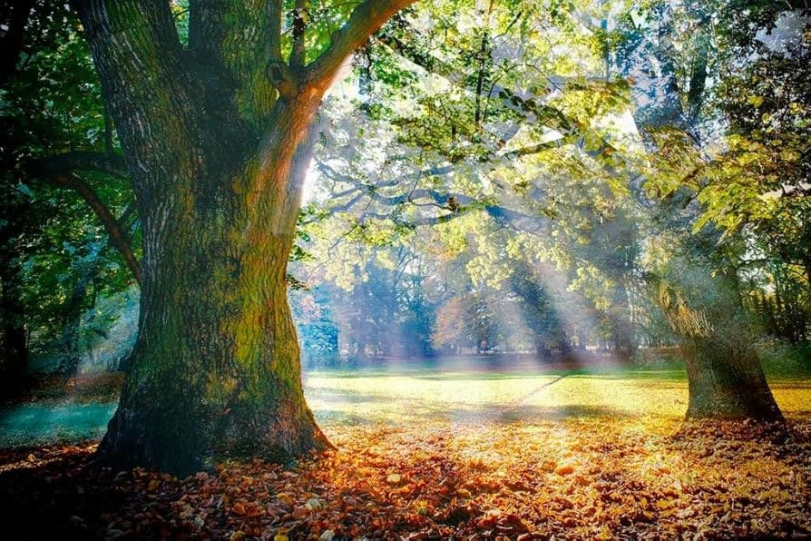 Oak Tree Dream Meaning: Unveiling Your Immortal Legacy