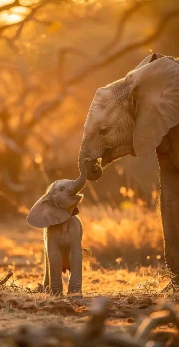 Baby Elephant Following You Home Dream Meaning: New Responsibilities & Wisdom