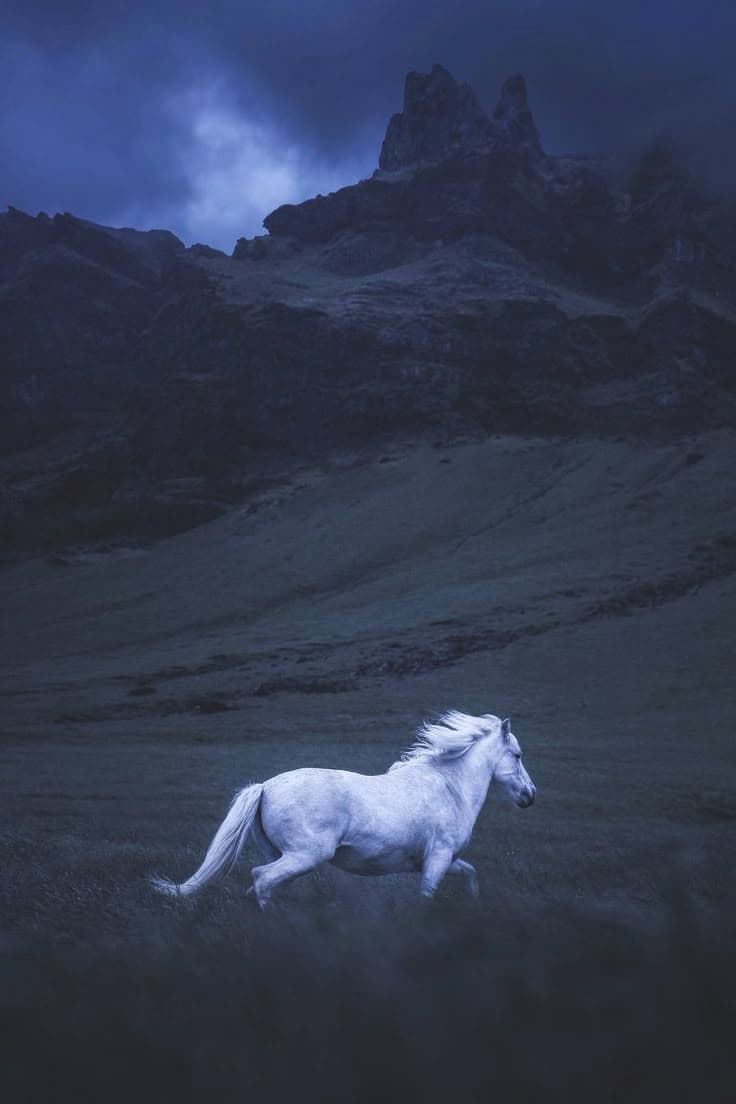 White Horse Running in Rain Dream Meaning: Purity & Freedom