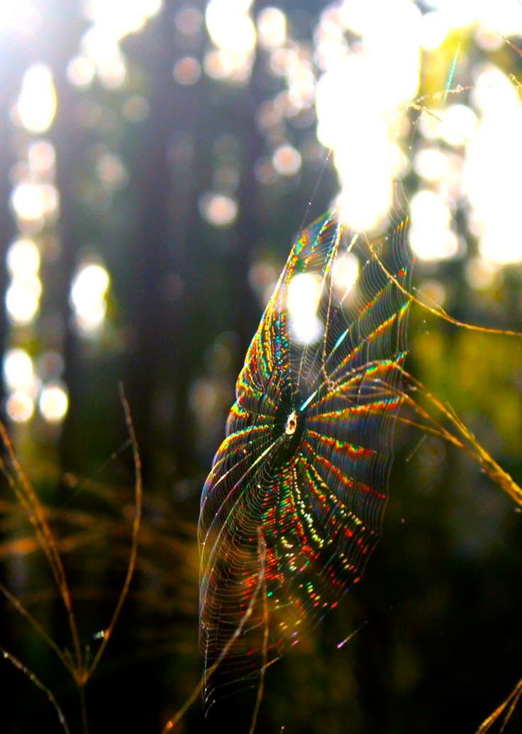 Giant Spider Dream Meaning: Unravel Your Deepest Fears